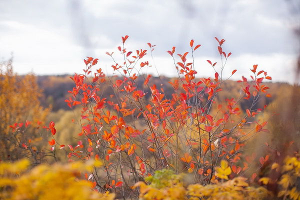 осеняя фотосессия для двоих